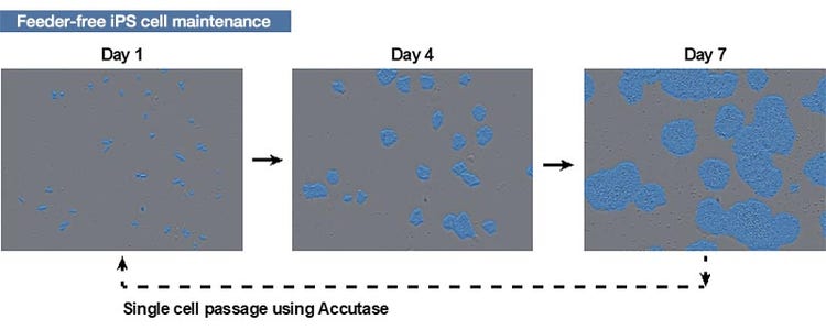 Figure 1. How to culture human iPS cells