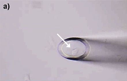 Figure 4: HeLa cells* can be selectively isolated by the MMI CellEctor. a) A single cell is chosen and approached by the micro-capillary.