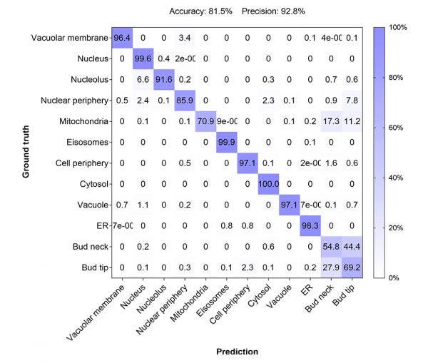 To achieve a more precise assessment of the model performance, we compared the AI classification prediction to the ground truth annotations, which was depicted in a confusion matrix