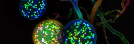 Fungus under a microscope