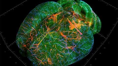 Light Sheet Microscopy for Deeper Insight into Life