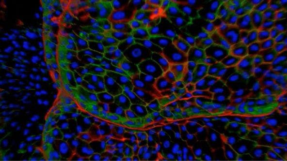 Advances in 3D Optical Imaging Technologies: An Overview