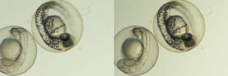 Brightfield observation of Zebrafish