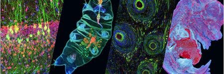 Microscope image contest winners