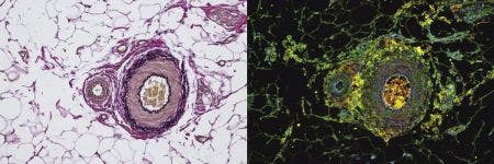 Microscope light source for fluorescence microscopy