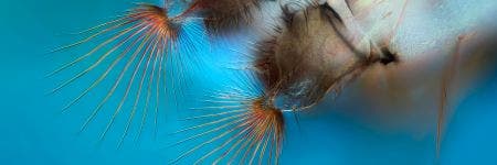 mouth brushes of a mosquito larva