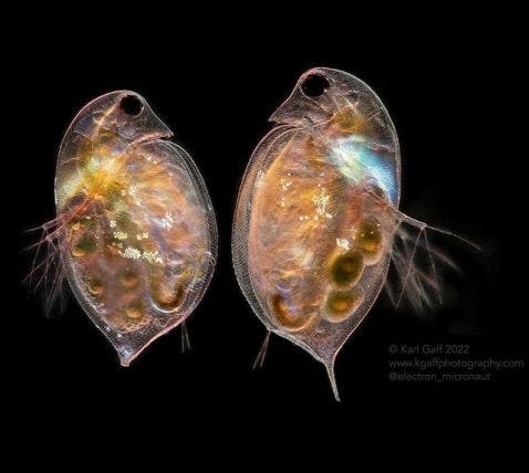 Water fleas under a microscope