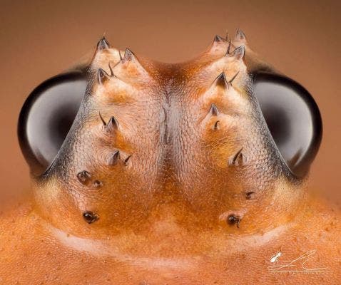 Daddy longlegs eyes under a microscope