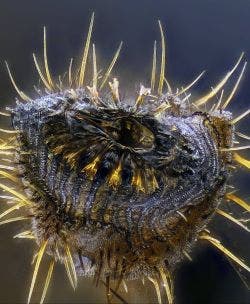 Blue bottle fly under the microscope