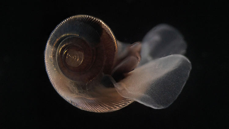 Sea slug from the High Arctic under a microscope.