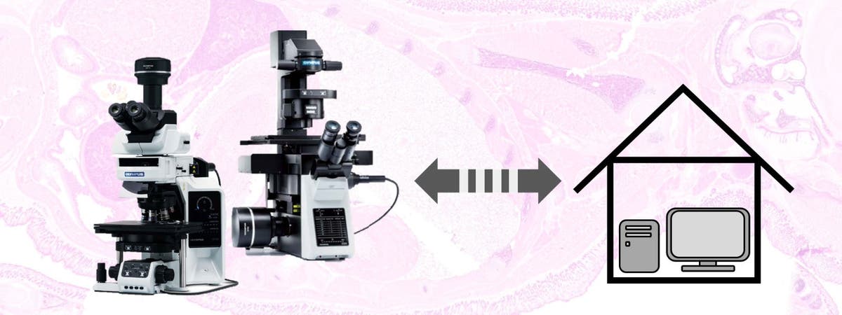 Remote Microscopy Guide: 6 Tips to Set Up Your Lab for Success | Olympus LS