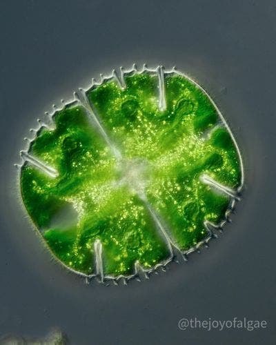 Green alga under the microscope