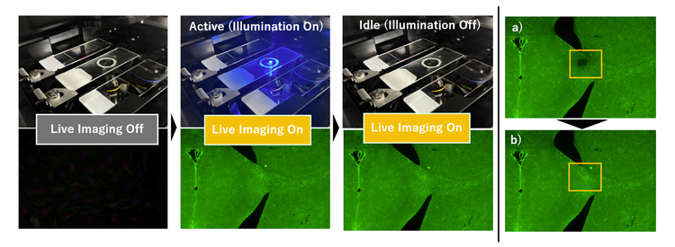 Comparative images of the conventional method versus the photobleaching prevention function on the APX100 benchtop fluorescence microscope.