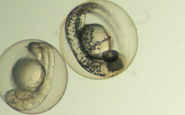 Brightfield observation of zebrafish