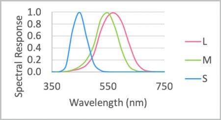 Spectrum sensitivity of the human eye