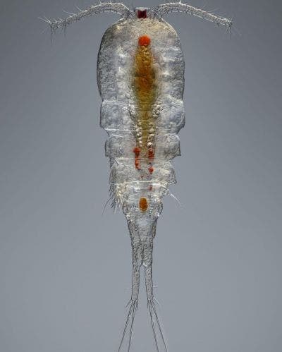 Copepod under a microscope