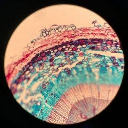 Stem cross section of pine under the microscope