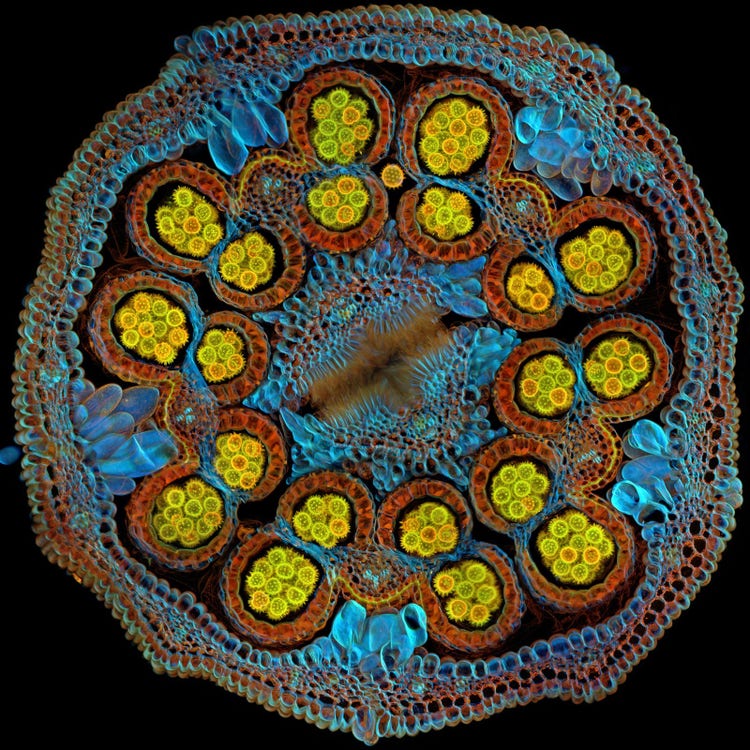 Evident Image of the Year global winner: Cross-section of a Cosmic Orange aster flower with pollen grains maturing inside anthers. Captured by Igor Siwanowicz of the United States.