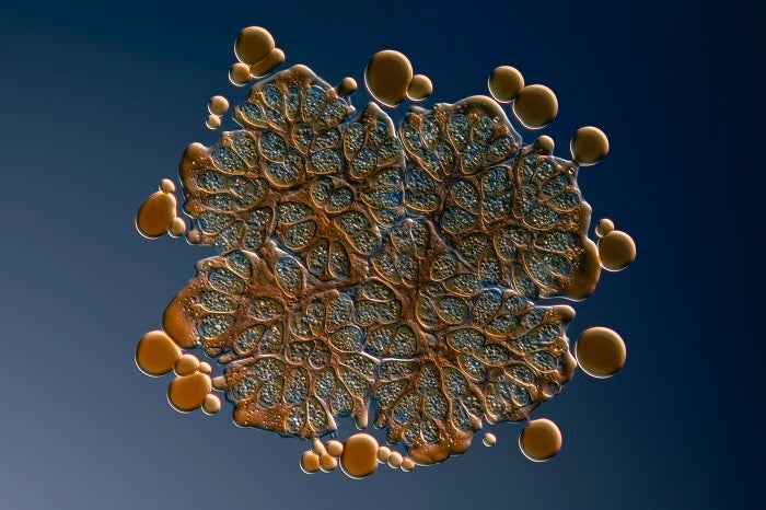 Microscope artwork of Botryococcus braunii