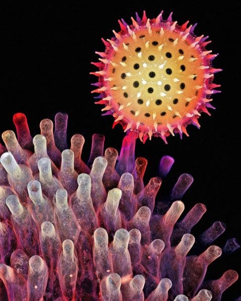 Pollen grain of a morning glory under the microscope