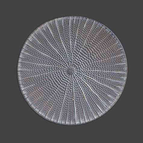 Arachnoidiscus marine diatom under the microscope