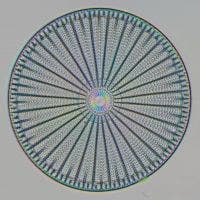 Diatom under the microscope