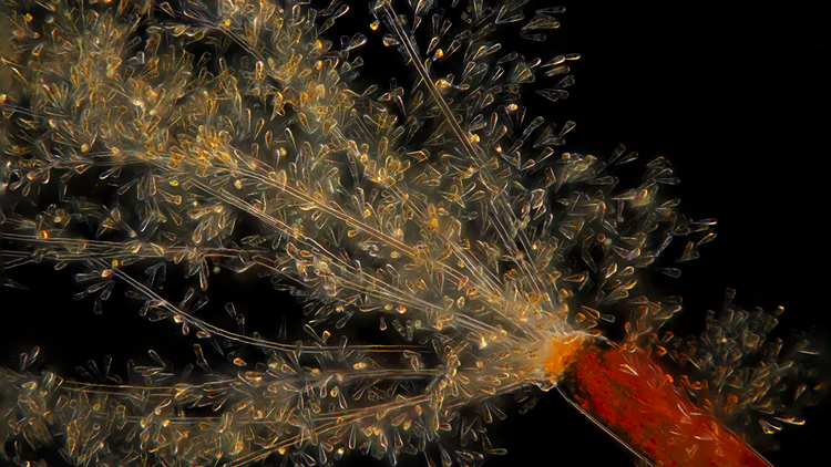 Phytoplankton samples from the High Arctic under a microscope.