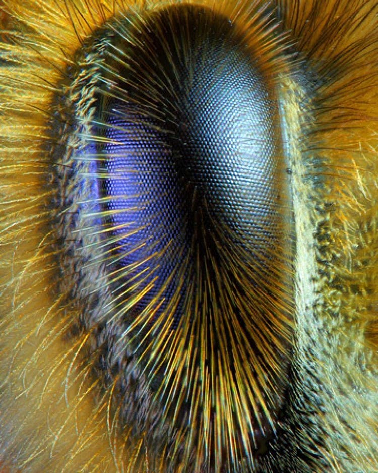 Honeybee eyes under the microscope