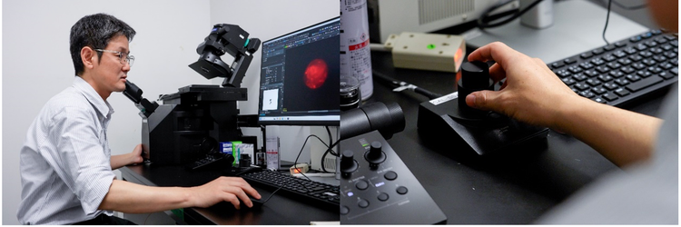 Dr. Kazuhiro Aoki uses the IXplore IX85 inverted microscope to explore the mechanisms of cell fate decision.