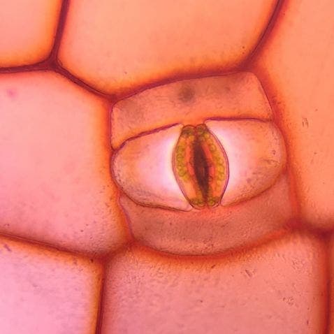 Stoma in a plant cell under a microscope