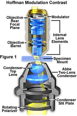 Microscope configuration for Hoffman modulation contrast