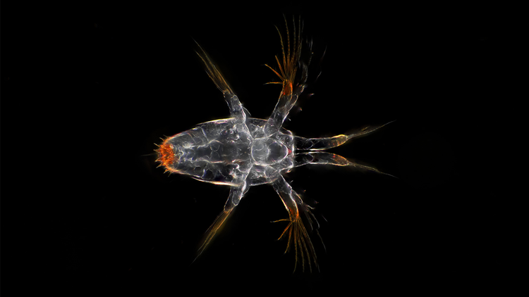 Copepod larva from the High Arctic under a microscope.