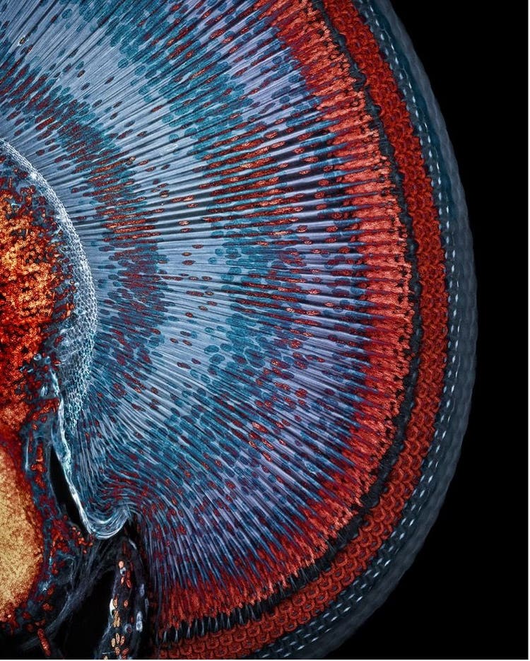 Damseyfly eye under the microscope