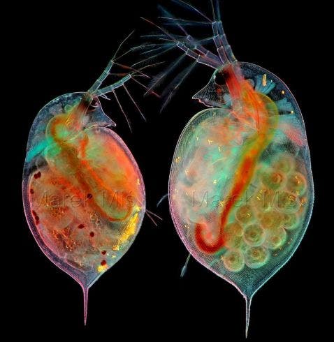 Daphnia under the microscope