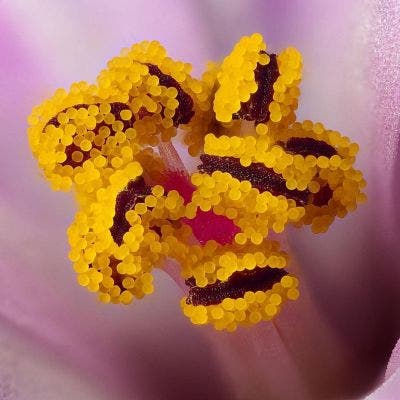 Herb Robert under the microscope