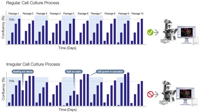 Cell culture workflow