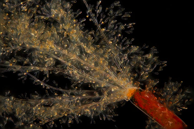 Phytoplankton samples from the High Arctic under a microscope.