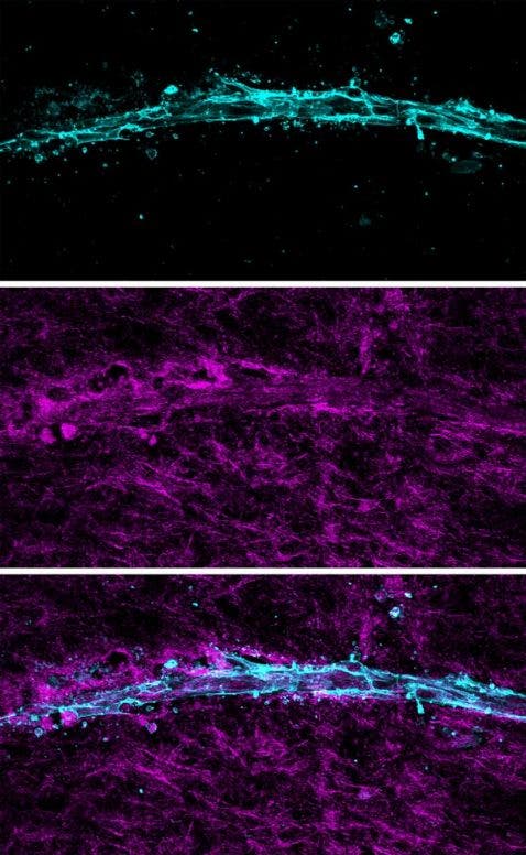 Alt text: Z-projection of a 3D-printed blood vessel within a collagen matrix