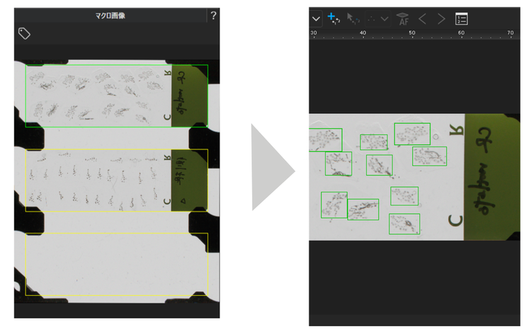 AI-assisted detection of a cluster root section sample on the APEXVIEW APX100 benchtop fluorescence microscope.