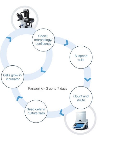 Cell culture workflow