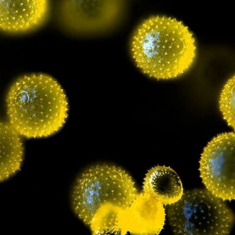 Pollen grains of a pumpkin flower