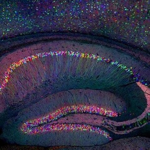 brainbow