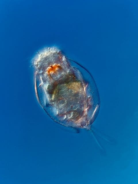 Euchlanis sp. rotifer under the microscope