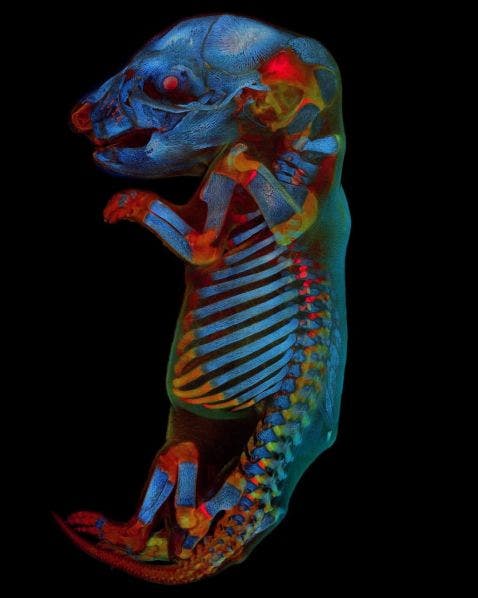 Global 2020 Image of the Year winning image of a cleared rat embryo