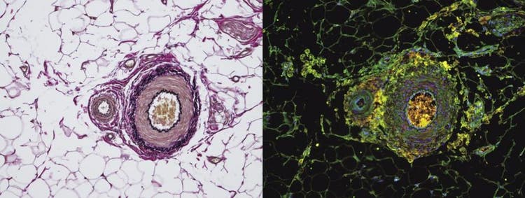 Microscope light source for fluorescence microscopy