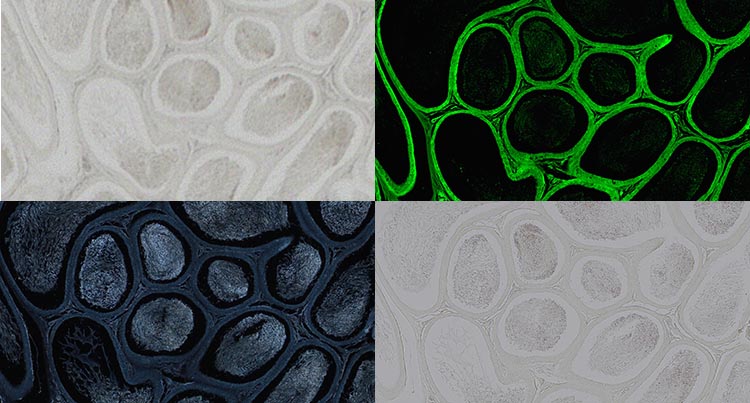 From Multimode Imaging to Multiplexing: Your Essential Guide to