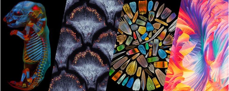 Microscope photo contest winners