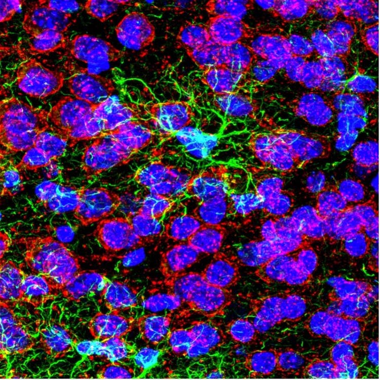 Confocal image of a stained mouse infralimbic cortex