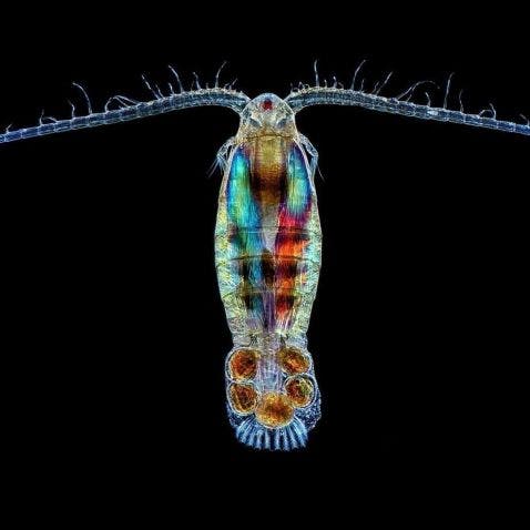 Copepod