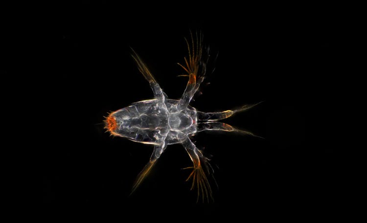 Copepod larva from the High Arctic under a microscope.